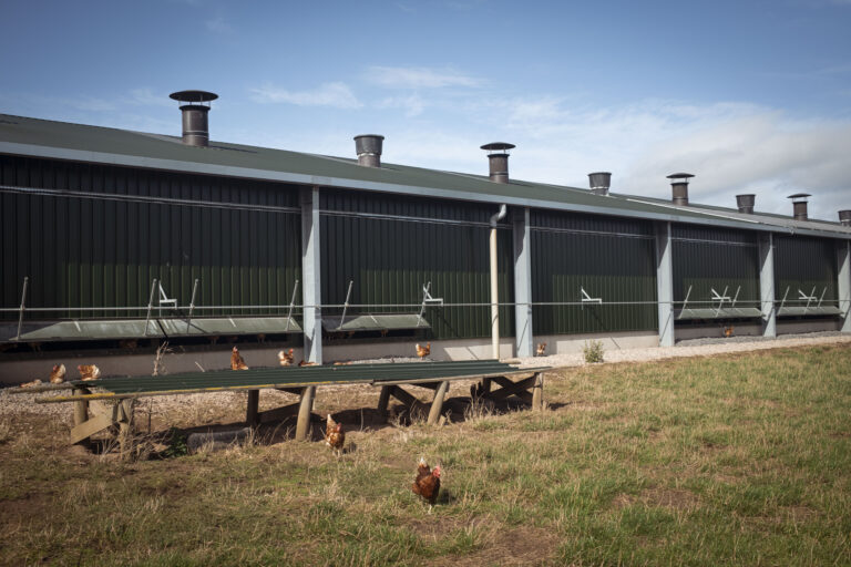 Free-range laying hens outside a modern poultry house in England.
