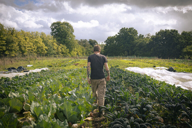 Farmer walking through a field of leafy crops on a horticultural farm.